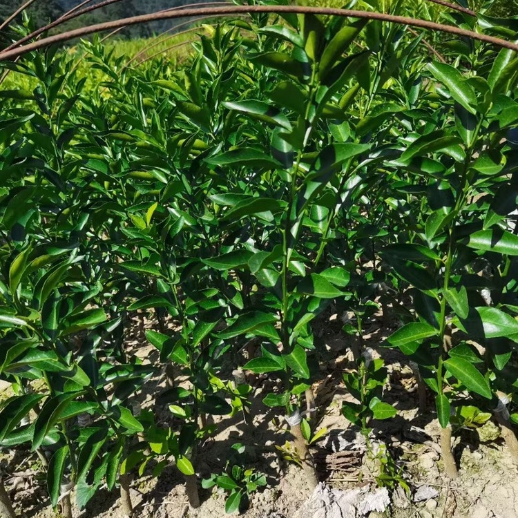 [柑桔苗批发]正宗新会柑陈皮柑果苗 四会柑苗 小青柑 陈皮专用苗价格