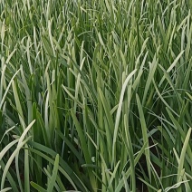 小叶韭菜！吉林省白城市洮北区青山镇四发村！