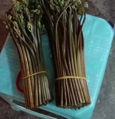 四川南溪特产野生蕨菜