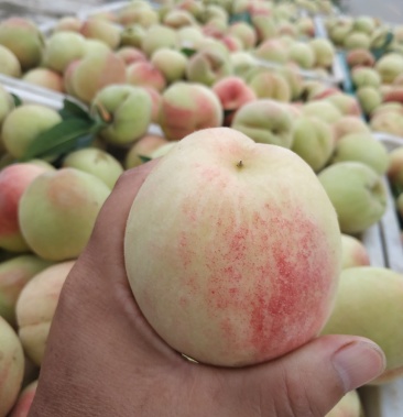 供应大久保桃离核桃果型大硬度好耐运输口感好