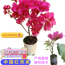 云南三角梅扦插小苗批发品种中国红带杯带土就发货