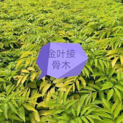 接骨木价格行情走势 - 一亩田