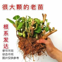 绣球15年老桩八仙花绣球花苗盆栽无尽夏大花卉室内花阳台