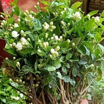包邮重瓣茉莉花花苗批发零售一件代发基地直发保质保量