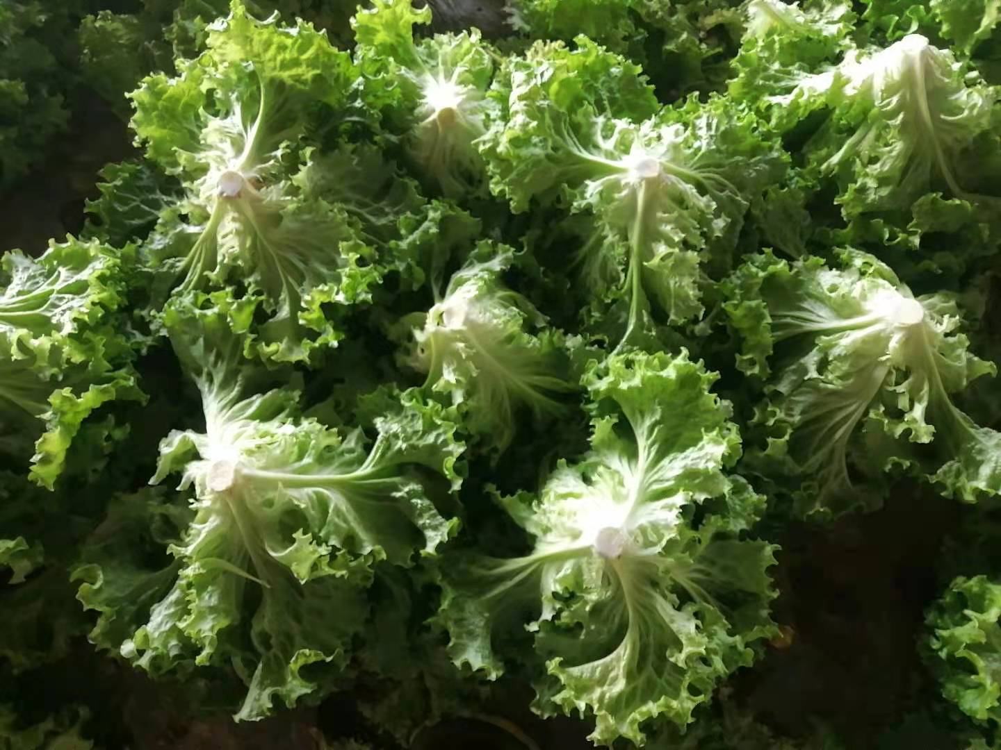 生菜不同品种对比