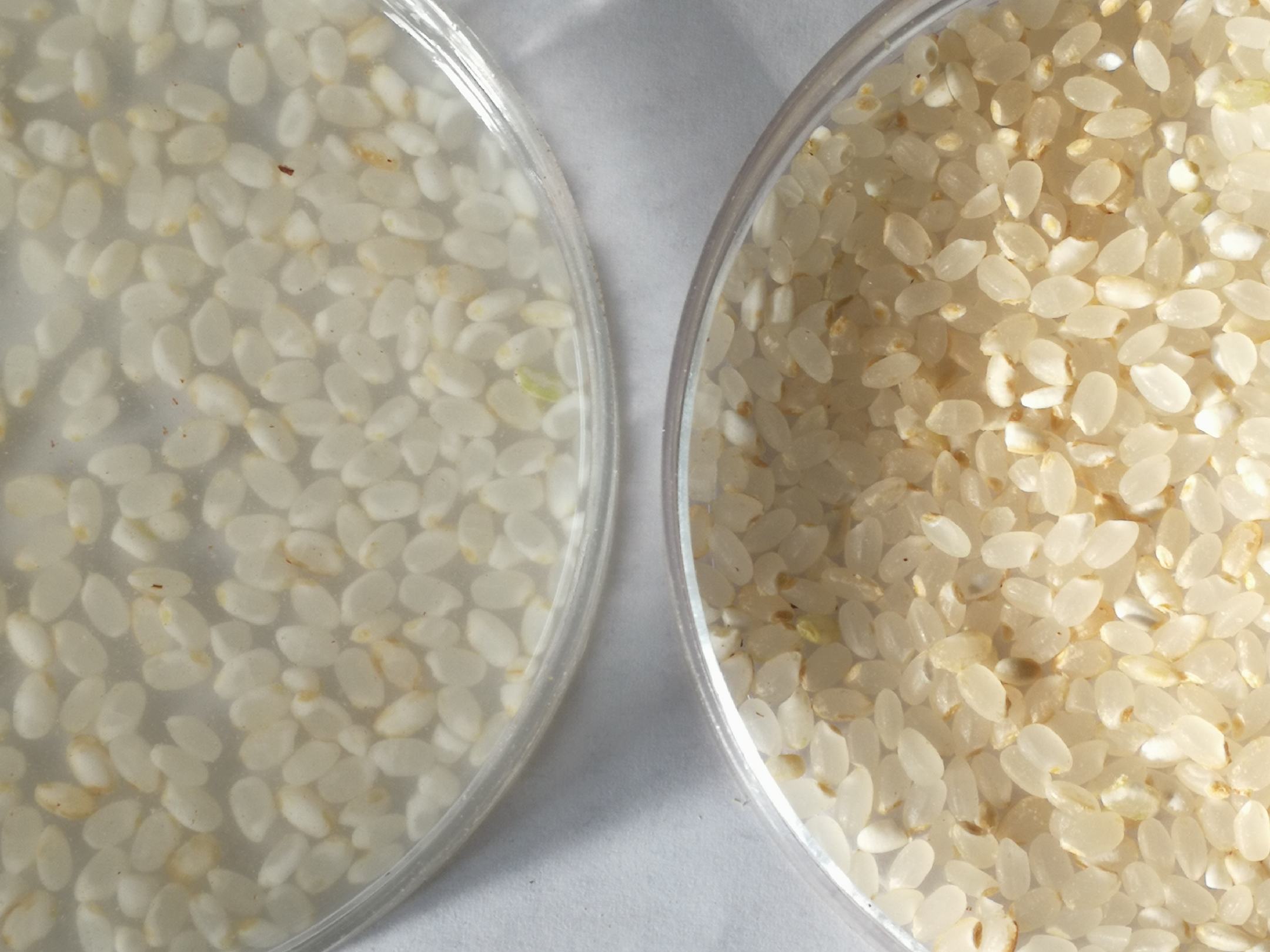 干花生泡发前后对比