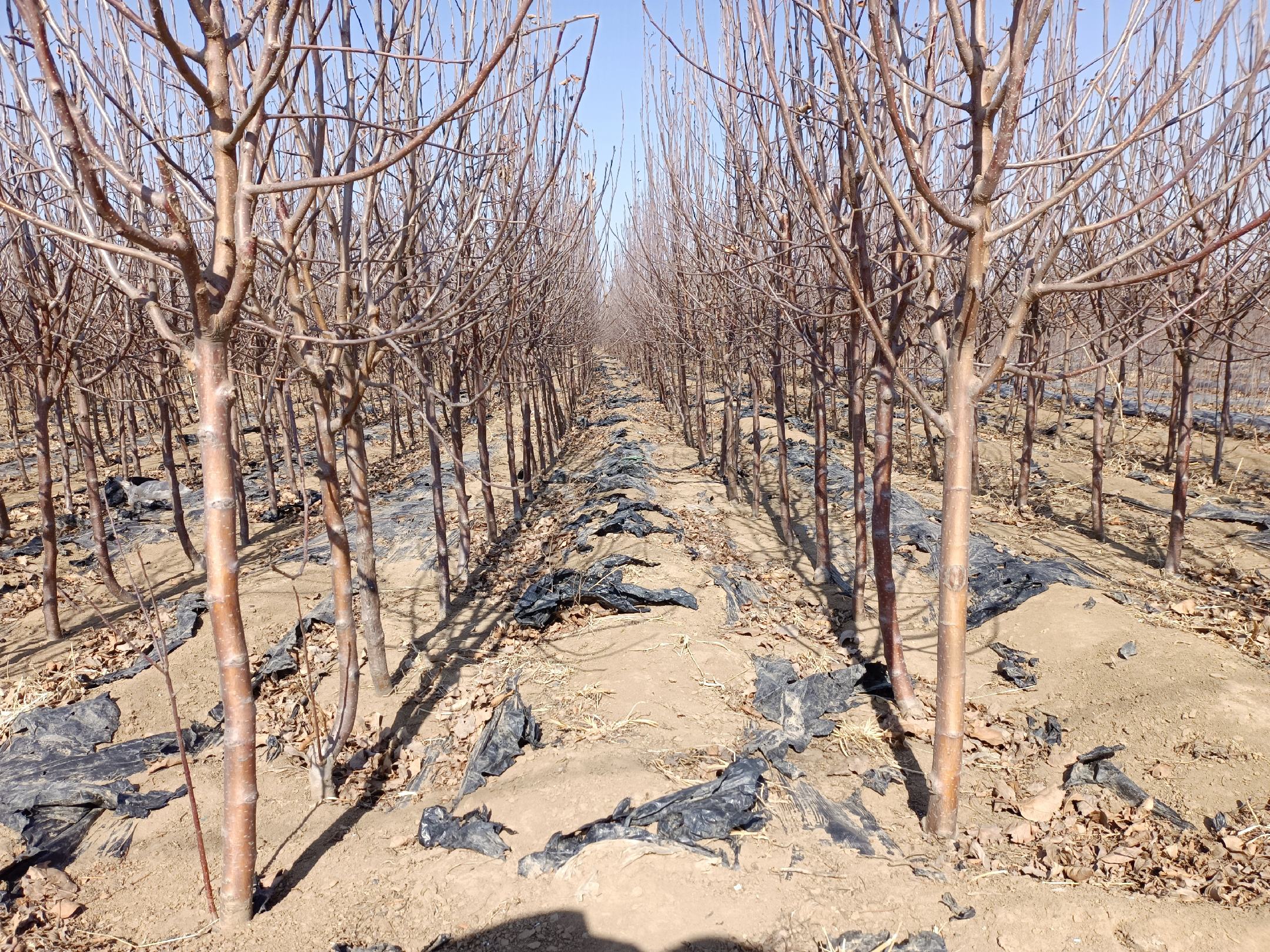 苹果切片放置在餐盘中，旁边有一只闹钟显示夜晚时间