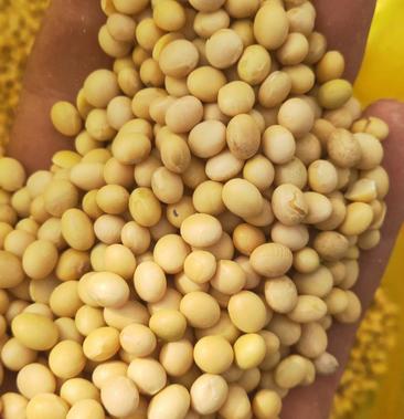 安徽省涡阳大豆黄豆比重筛选长期供应全国各地发货
