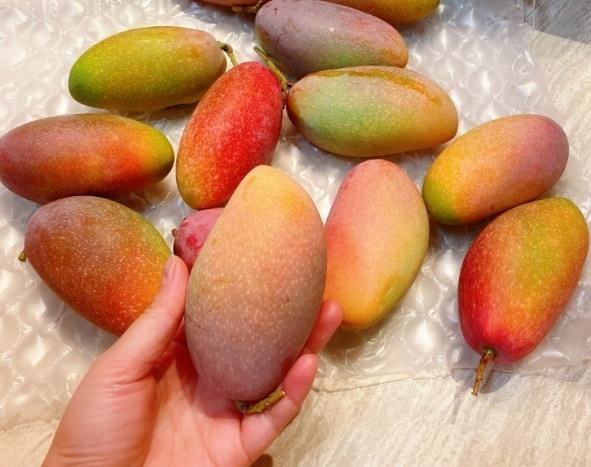 图片说明:展示不同成熟度的贵妃芒,帮助消费者辨别挑选 挑选成熟的贵妃芒示意图