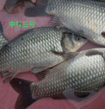 中科三号淡水鱼鲫鱼