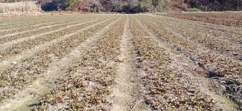 北沙参田间种植图
