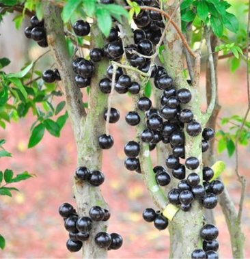 四季早生嘉宝果树苗沙巴嘉宝果树苗可盆栽地栽合适南北方种植