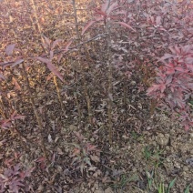 【放心苗】棠梨苗嫁接梨树粘木基地发货量大从优