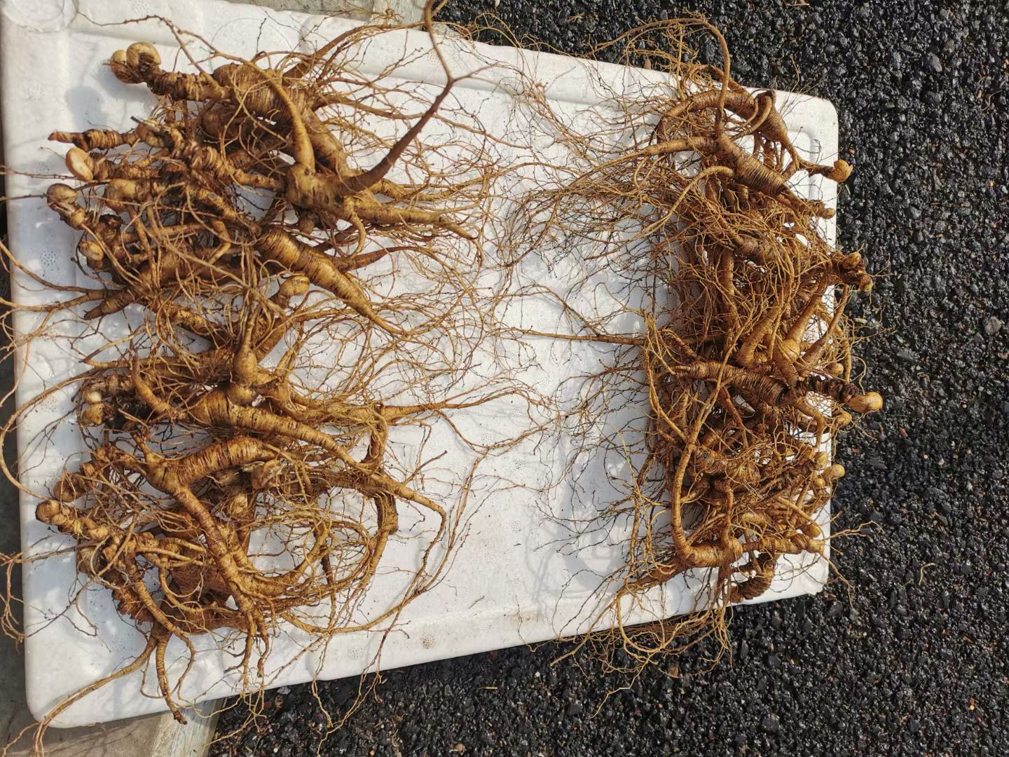 林下参成品展示图