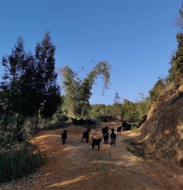 雲南正宗小耳朵黑山羊