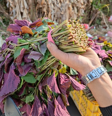 紫苏叶梗中药材两广配送处省发货