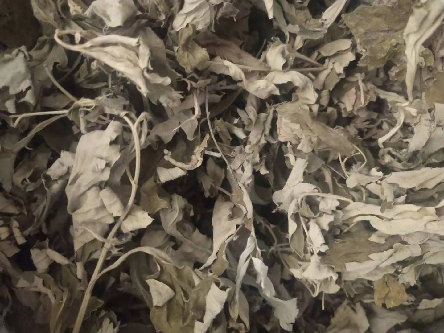 艾叶与老姜的植物形态对比