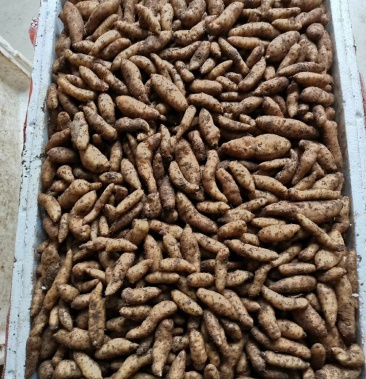 [天麻种子批发]天麻种子 杂交和红天麻种子)出售中价格15.