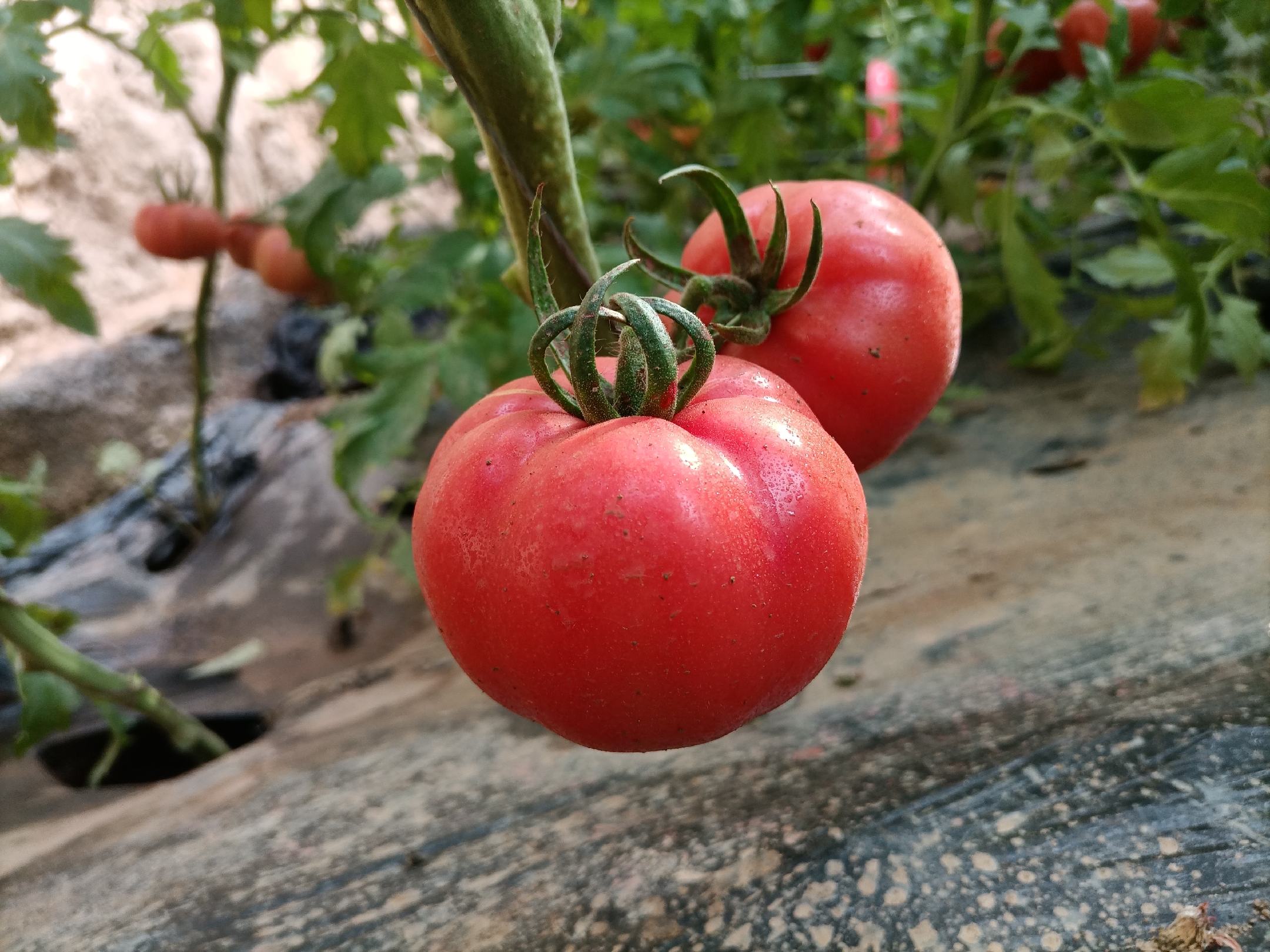 秋季普罗旺斯番茄田间管理场景