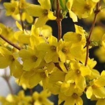东北连翘干枝花迎春花水瓶插花嫩条芽多鲜切花量大优惠