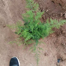 文竹一手货源产地直发质优价廉量大优惠
