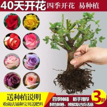 8年四季玫瑰花苗老桩盆栽花卉庭院阳台室内蔷薇