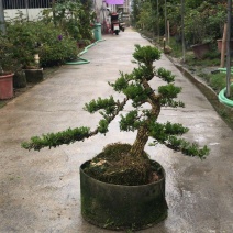 雀舌黄杨5公分盆景🪴批发室内盆景万年青