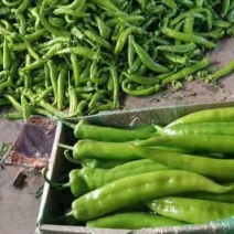 山东省潍坊青州市优质蔬菜大量上菜