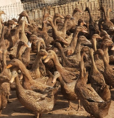 [老鸭批发]大量收购淘汰金定老鸭价格15.00元/斤 - 一亩田