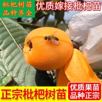 枇杷苗嫁接枇杷树苗大五星南方北方种植盆栽地栽果树苗琵琶苗
