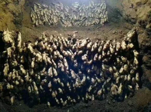 一幅手绘风格的技术示意图,展示一个标准的地窖内部结构:左侧为入口台阶,中间为主储区,底部铺设细沙,姜块分层码放并夹杂沙层,顶部设有通风管道连接地面,右侧标注温湿度范围10-14℃、80%-85%RH 老姜母地窖沙藏结构示意图