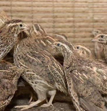 [鹌鹑批发]一年淘汰鹌鹑活鸟白条价格1.30元/个 - 一亩田