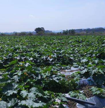 广西宾阳西葫芦基地日产10万斤