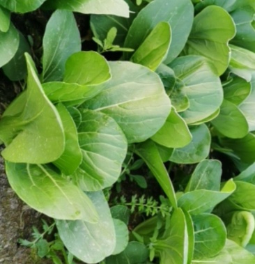 [油菜批发]油菜 花王菜 绿色蔬菜价格0.50元/斤 - 一亩田