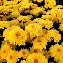 金丝皇菊北京菊杭白菊胎菊各个菊花品种