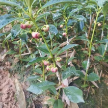 大红花嫁接八角苗高产东荣罗马木王八角苗杯苗直生苗