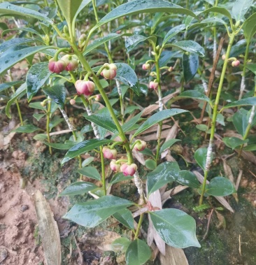 [八角樹苗批發]大紅花嫁接八角苗 高產東榮 羅馬 木王八角苗 杯苗直生