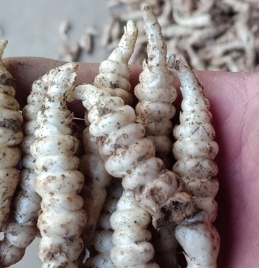 [批发]螺丝菜种子有需要的联系价格2.50元/斤 - 一亩田