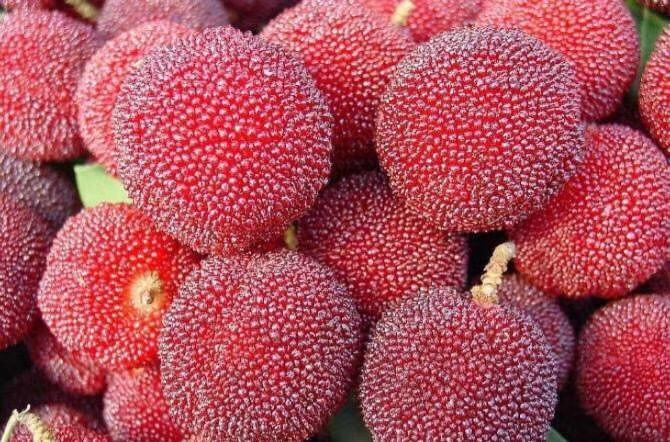 展示东魁杨梅果实大、颜色鲜红、果粒饱满的特写照片 东魁杨梅果实特写