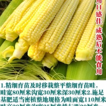 现摘新鲜水果玉米笋迷你小玉米芯手指嫩甜珍珠玉米荀整箱即食
