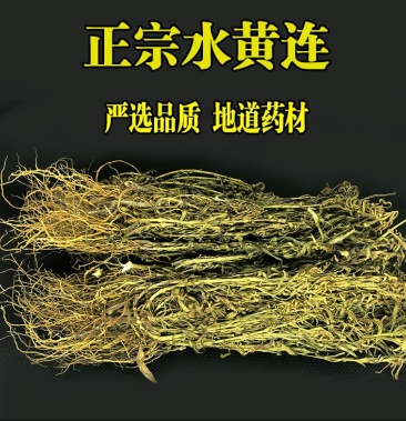 现货正宗水黄连水灵芝水黄莲