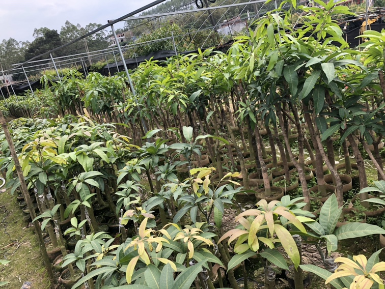 金煌台农四季等多种芒果苗