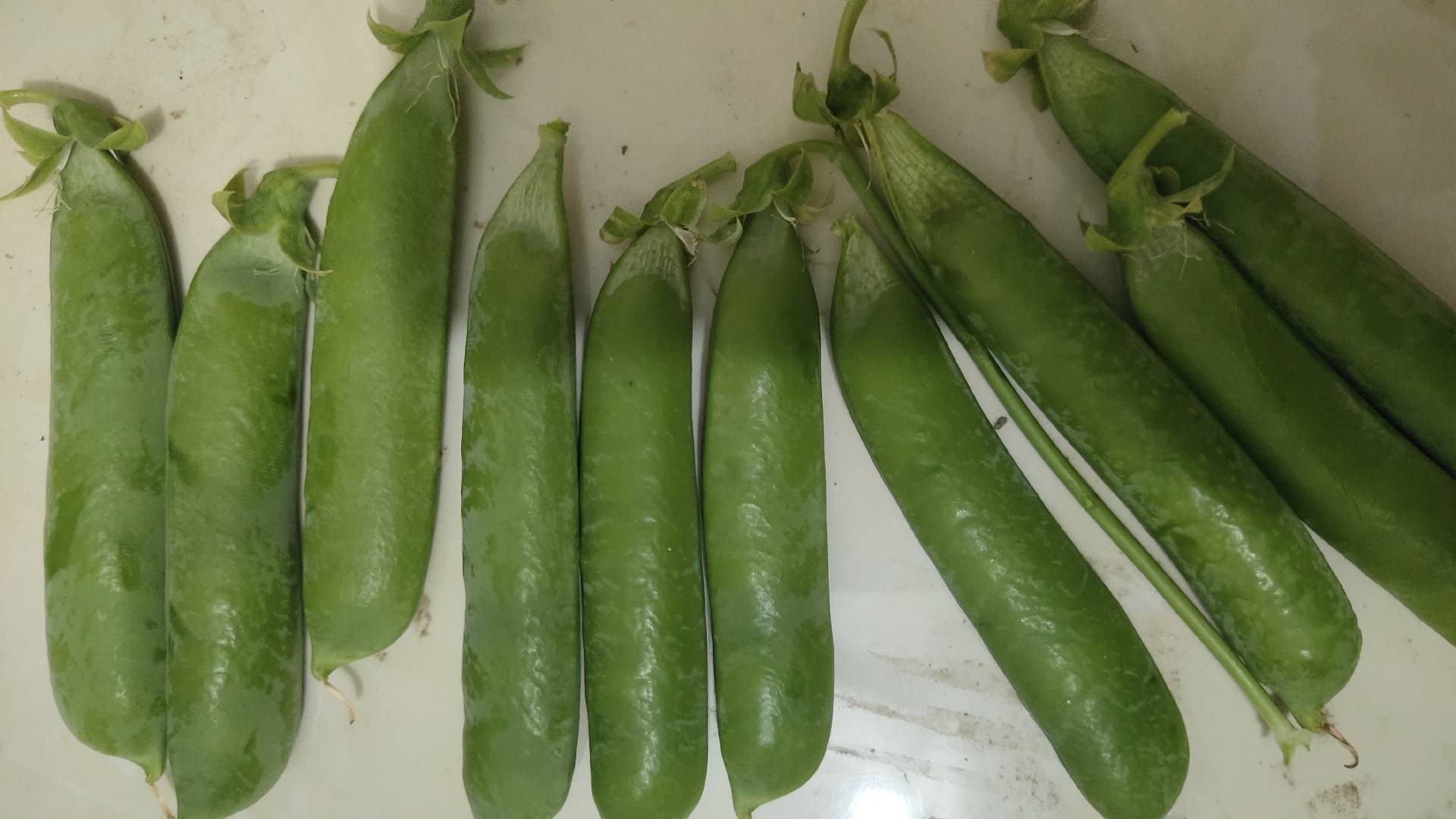 “绿宝石一号”青豌豆豆荚特写