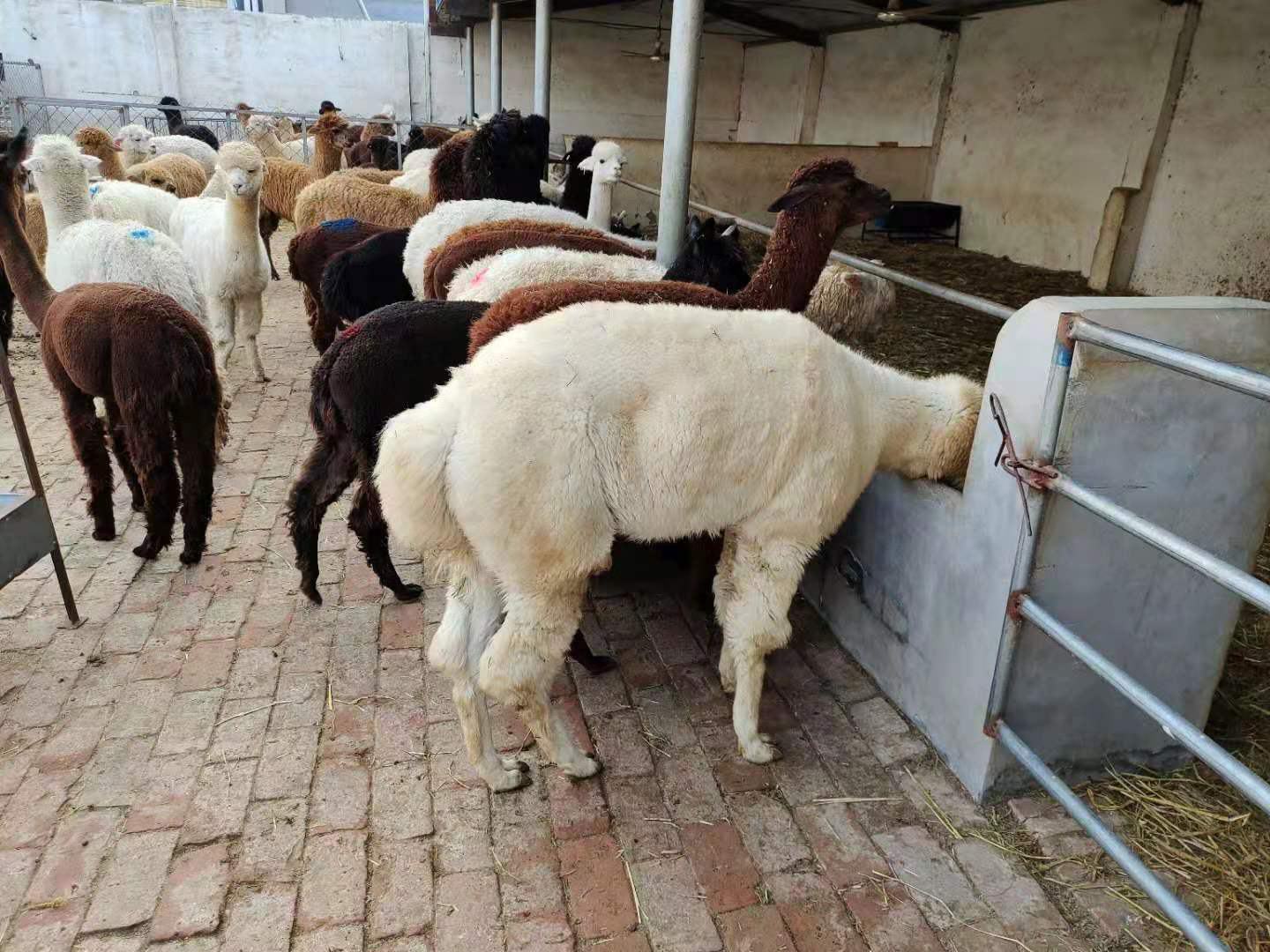 羊驼在高原地区放牧,背景为青藏高原地貌,适合其生存环境 羊驼在高原地区放牧