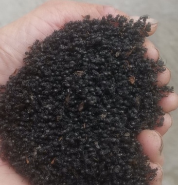 蚂蚁黑蚂蚁野生黑蚂蚁广东产地