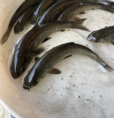 青鱼苗/螺蛳青鱼苗/黑鲩鱼苗/灰鲩鱼苗/自产自销