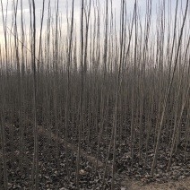 107速生杨，杨树苗，种条，1——5，107速生杨，