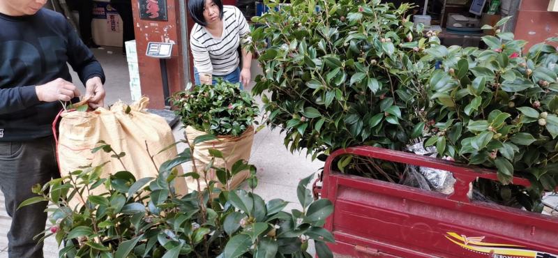 菏泽市牡丹花苗批发市场地址在哪里啊