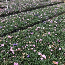 双色芦莉（蓝色、粉红色）花期久，一年四季基本带花