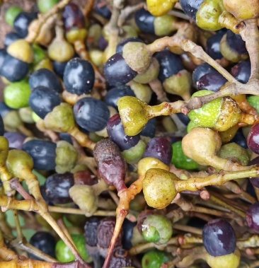 桂皮树种子肉桂种子